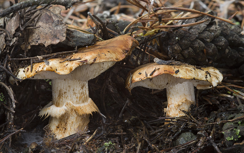 Tricholoma focale